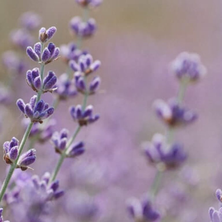 5 lavender
